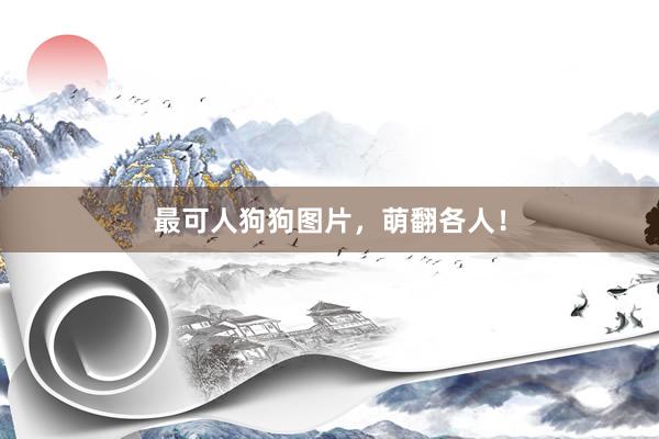 最可人狗狗图片，萌翻各人！