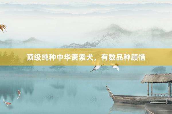 顶级纯种中华萧索犬，有数品种顾惜